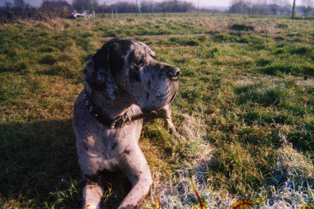 Scoop - Dogue Allemand