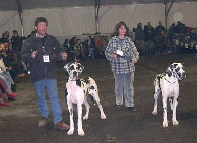Dogue Allemand - Dogue Allemand