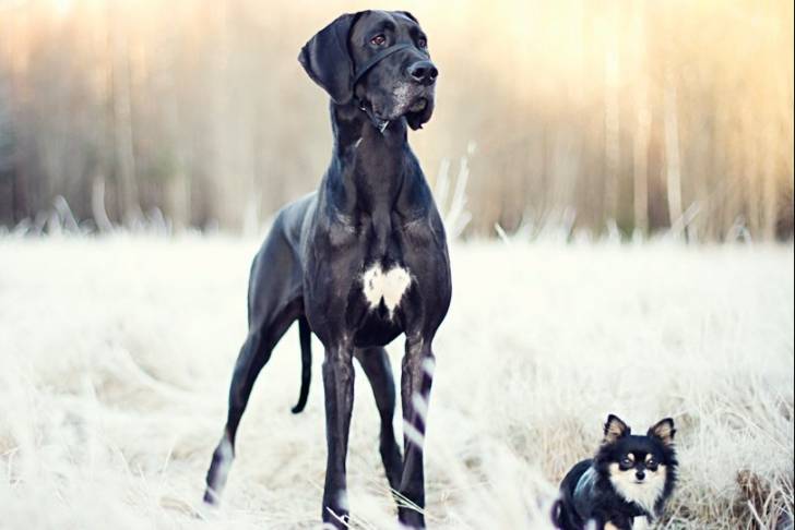 Un Dogue Allemand en promenade avec un autre chien