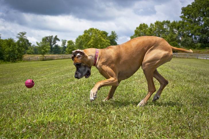 Un Dogue Allemand en train de jouer avec une balle sur du gazon