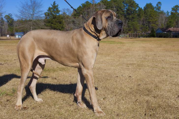 Photo Dogue Allemand