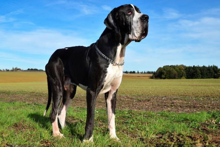 Photo Dogue Allemand