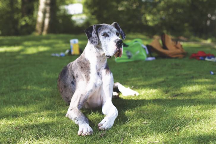 Photo Dogue Allemand