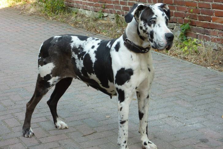 Photo Dogue Allemand