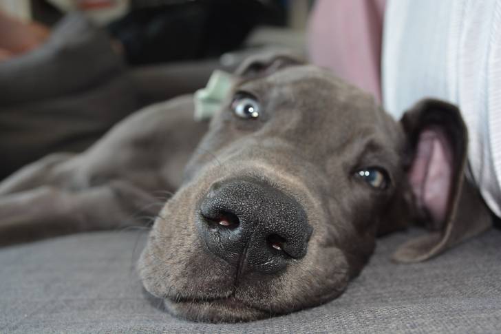 Photo Dogue Allemand