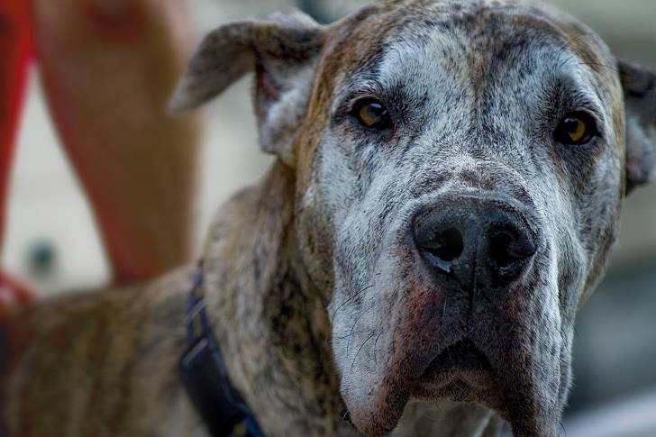 Photo Dogue Allemand