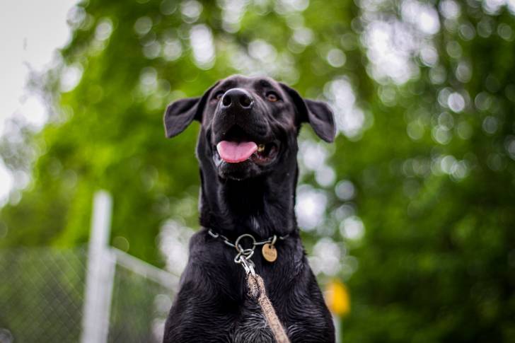Un Dogue Allemand noir tenu en laisse