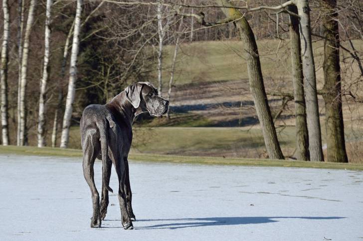 Photo Dogue Allemand