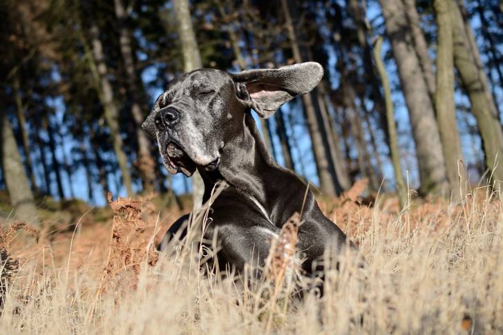 Photo Dogue Allemand