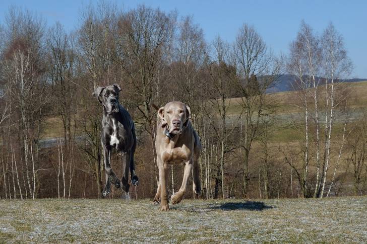 Photo Dogue Allemand