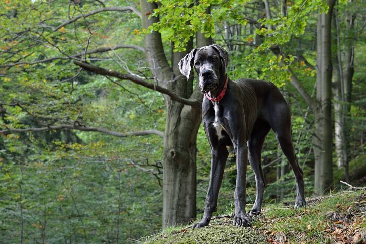 Photo Dogue Allemand