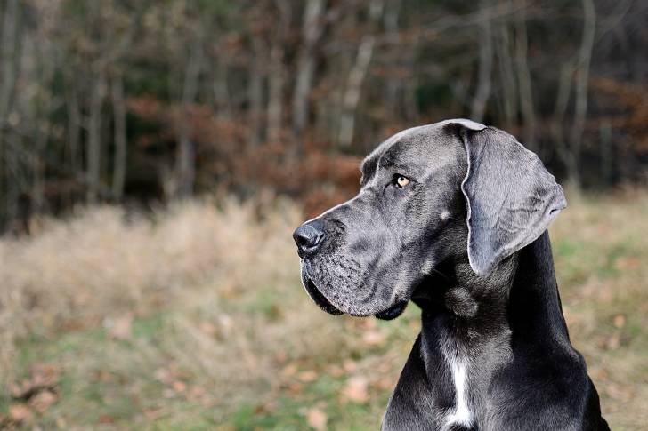 Photo Dogue Allemand
