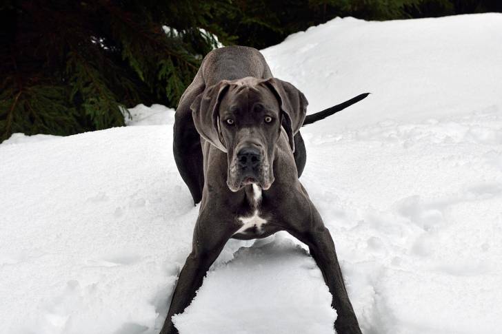 Un Dogue Allemand noir ne train de jouer dans la neige