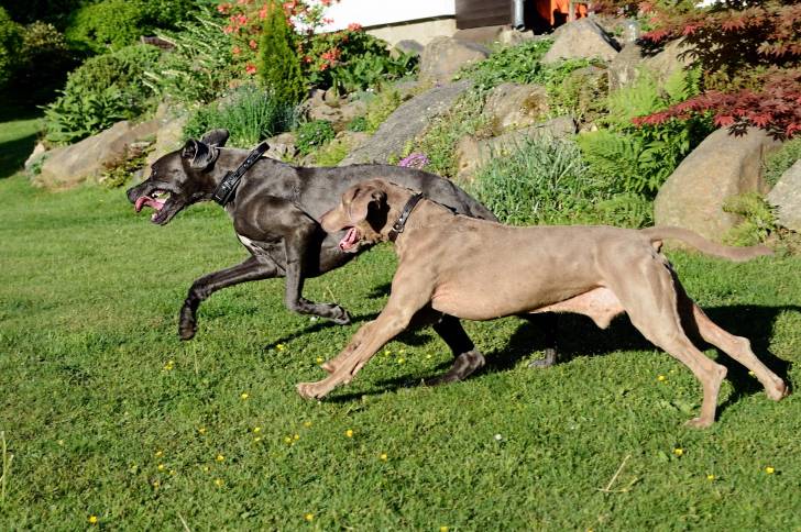 Photo Dogue Allemand