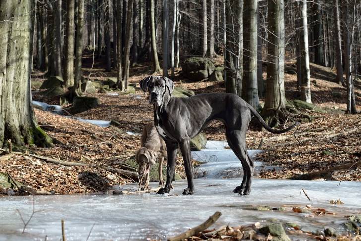 Photo Dogue Allemand