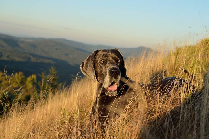 Un Dogue Allemand allongé en campagne