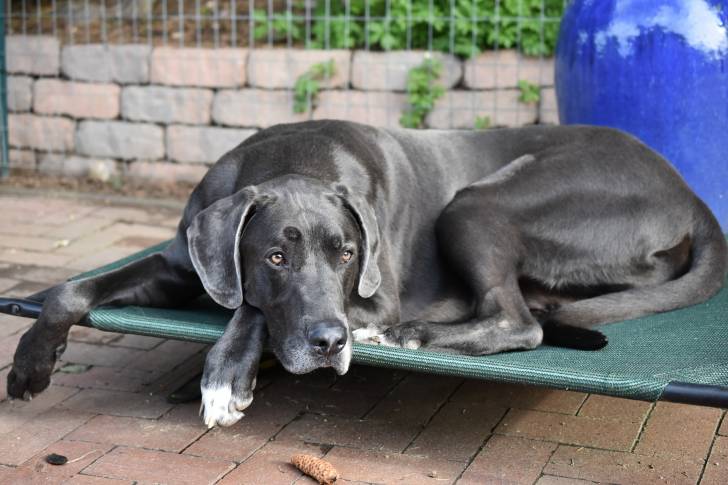 Photo Dogue Allemand