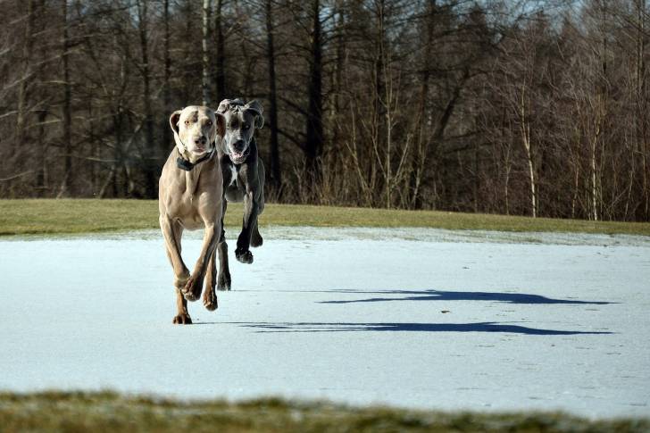 Photo Dogue Allemand