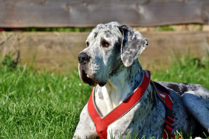 Photo Dogue Allemand