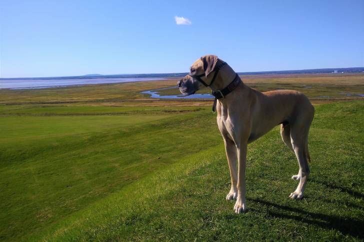 Photo Dogue Allemand