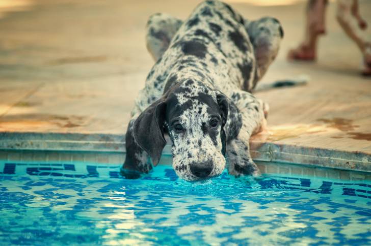 Un Grand Danois au pelage merle boit l'eau d'une piscine