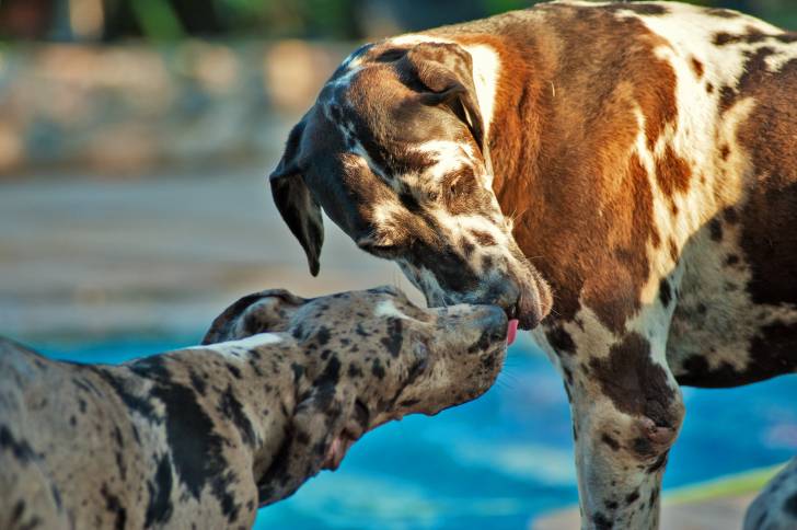 Photo Dogue Allemand