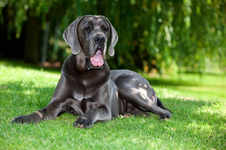 Un Dogue Allemand gros allongé dans l'herbe