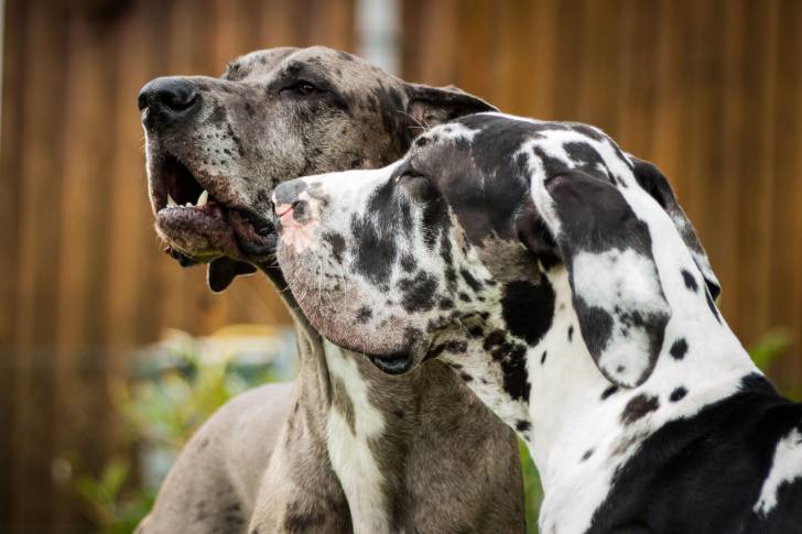Photo Dogue Allemand