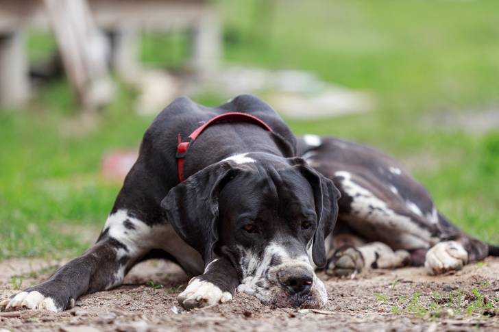 Photo Dogue Allemand