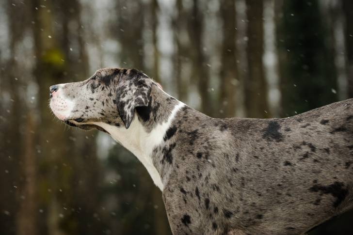 Un Dogue Allemand se promène sous la neige