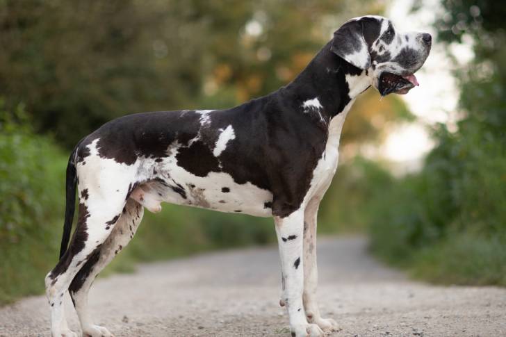 Un Dogue Allemand en position statique sur un sentier