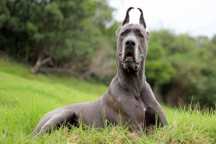 Un Dogue Allemand gris est allongé dans un parc