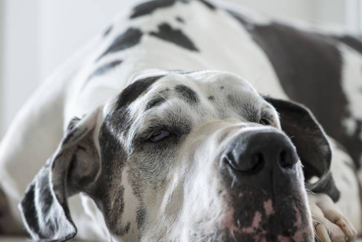 Un Dogue Allemand allongé sur le sol d'un appartement