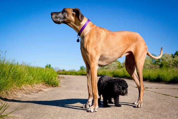 Un Dogue Allemand avec un autre chien