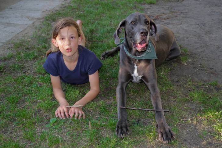 Un Dogue Allemand allongé à côté d'une petite fille