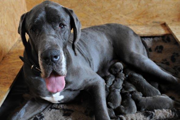 lola - Dogue Allemand (1 an)