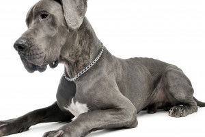 Un Dogue Allemand sur fond blanc