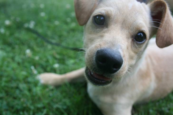 Zeus - Teckel M&acirc;le (6 mois)