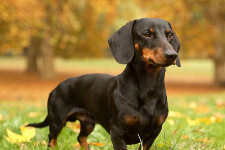 caramel - Teckel Mâle (2 ans)