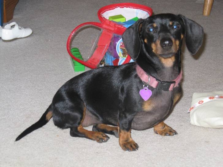 Lily - Teckel (3 ans)