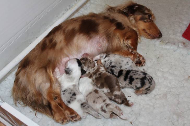 Dixie and her oopsie puppies - Teckel (4 ans)