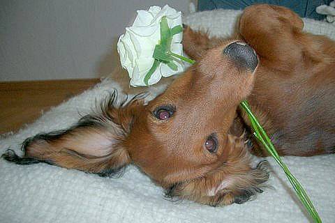 Photo de Teckel : DANDY'LEE VON LAWRANSHOME - Teckel