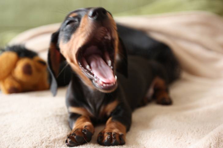 Un chiot Teckel en train de bailler dans un lit