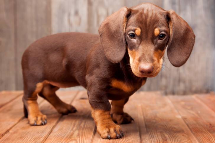 Un chiot Teckel