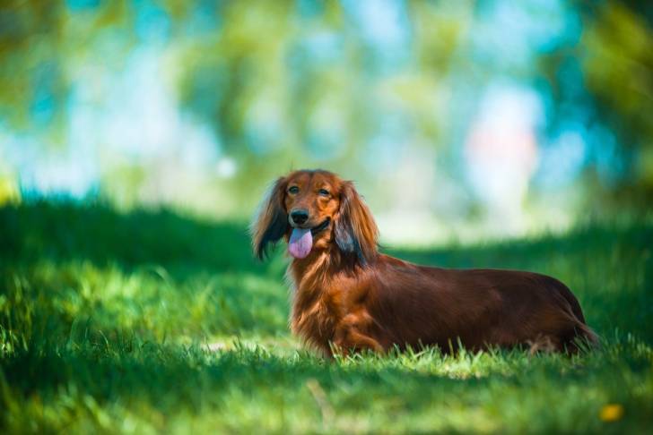 Un Teckel lors d'une balade dans un parc