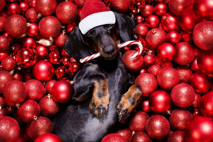 Un Teckel allongé dans des boules de Noel 