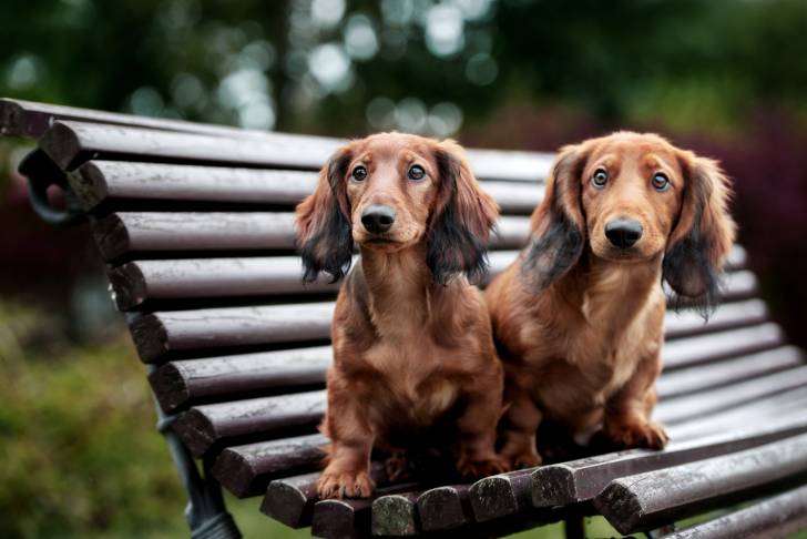 Deux Teckels assis sur un banc en bois dans un parc