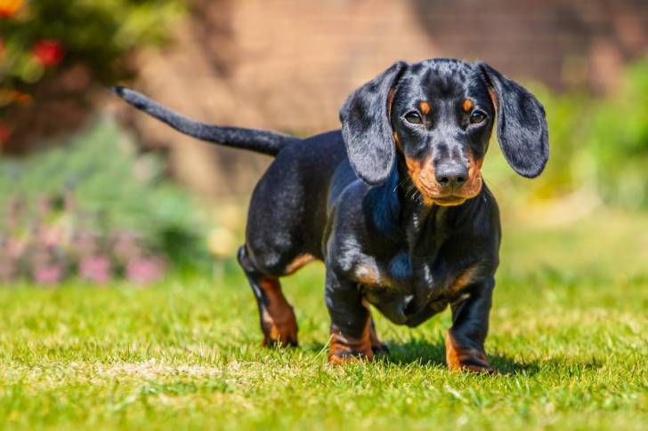 Un chiot Teckel sur une surface gazonnée 