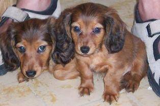 Indy et Ioyo - Teckel (3 mois)