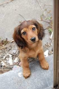 Indy - Teckel Mâle (3 mois)